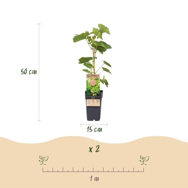 Vitis vinifera "Himrod" - Fröfri vit druva - 15 cm kruka - cirka 50 cm hög - paket med 2