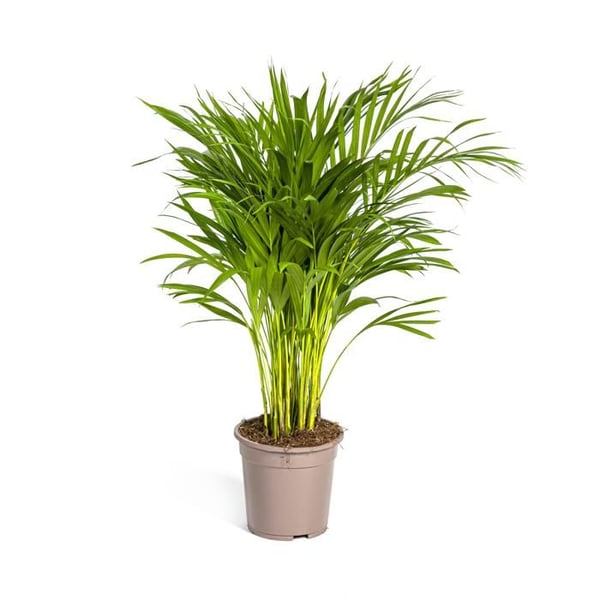 Palmträd med gyllene frukter - Dypsis lutescens - Areca - Enskild växt - höjd ca 80-100cm - kruka 19cm