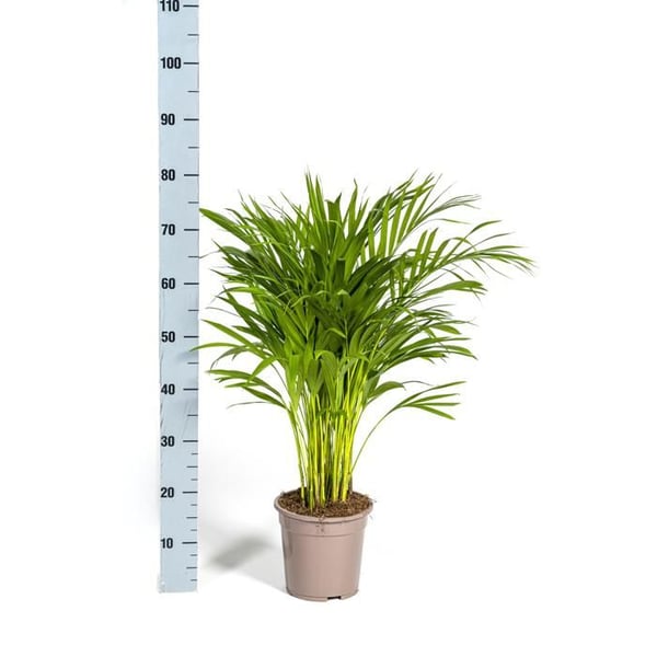 Palmträd med gyllene frukter - Dypsis lutescens - Areca - Enskild växt - höjd ca 80-100cm - kruka 19cm