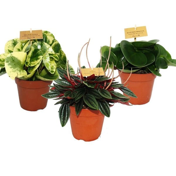Peperomia Set om 3