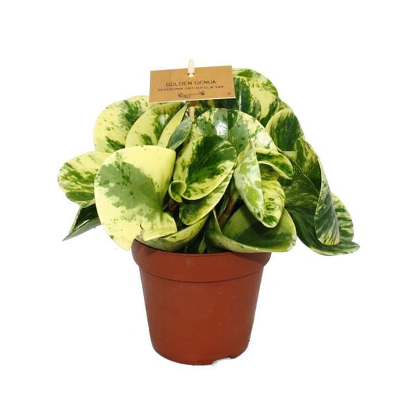 Peperomia Set om 3