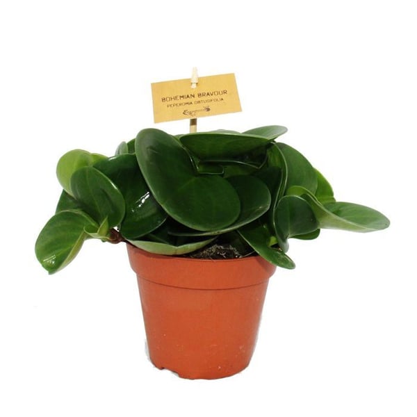 Peperomia Set om 3
