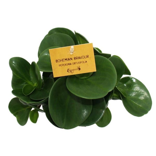 Peperomia Set om 3