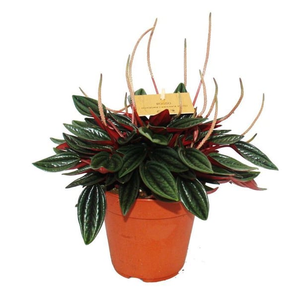Peperomia Set om 3