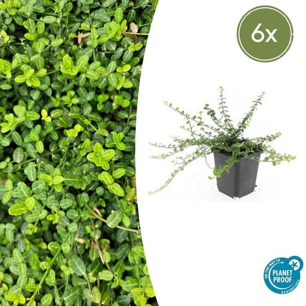 Bodendecker - Kriechspindel - Euonymus fortunei 'Minimus' - 9cm kruka - Set med 6 växter