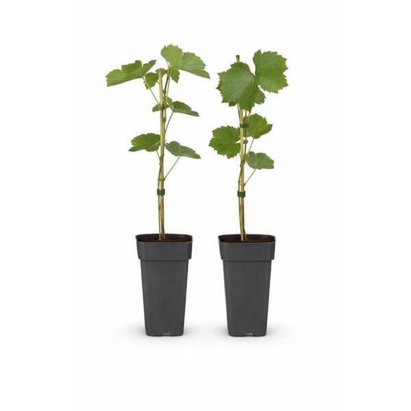 Vitis vinifera "Vanessa" - Russin violet utan kärnor - Kruka 15cm - ca. 50cm hög - Set om 2