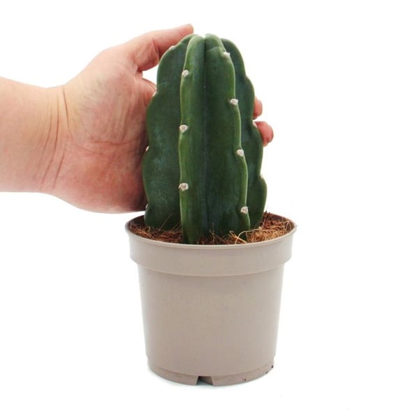 Plyschkaktus - kaktusen att kramas - utan taggar - nyhet - potten är 12cm