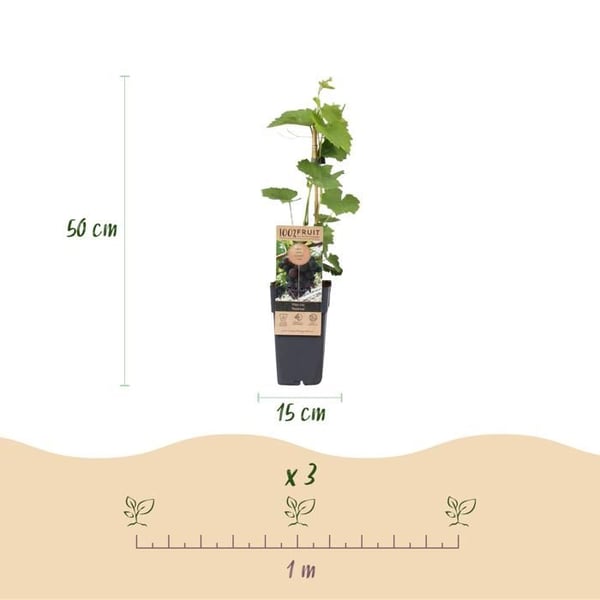 Vitis vinifera "Vanessa" - Russin violet utan kärnor - Kruka 15cm - ca. 50cm hög - Set om 2