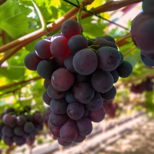 Vitis vinifera "Vanessa" - Russin violet utan kärnor - Kruka 15cm - ca. 50cm hög - Set om 2