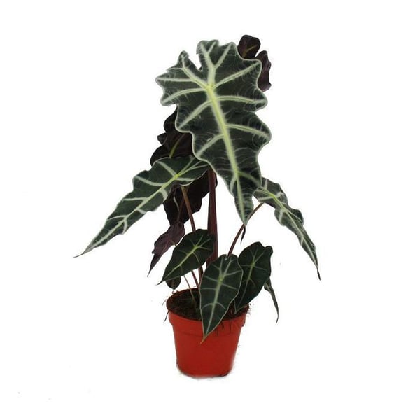Pfeilblatt - Alocasia sanderiana - Tropenrotta - Alokasie