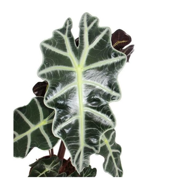 Pfeilblatt - Alocasia sanderiana - Tropenrotta - Alokasie