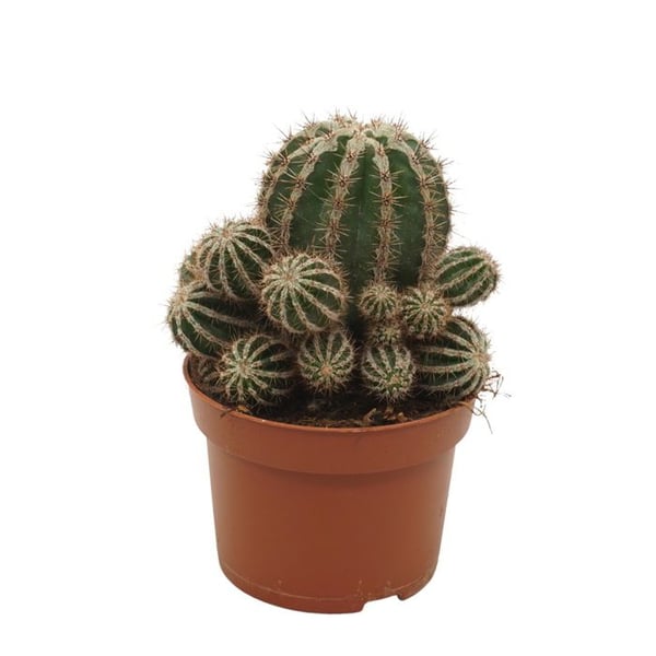 Kaktus bonde - Echinopsis cv. haku-jo maru - kruka 10,5 cm - lättskött inomhusväxt