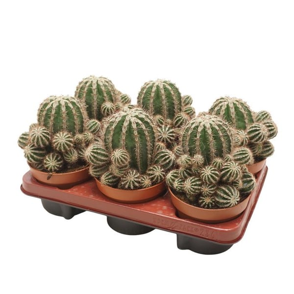 Kaktus bonde - Echinopsis cv. haku-jo maru - kruka 10,5 cm - lättskött inomhusväxt
