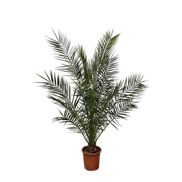 Palmer daddel från Kanarieöarna Phoenix Canariensis - kruka 27 cm 180 cm hög