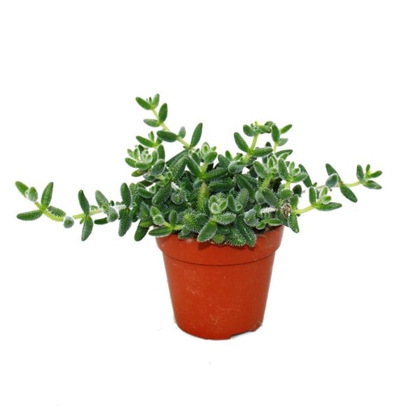 Köksgurka - Delosperma echinatum - kruka 12 cm