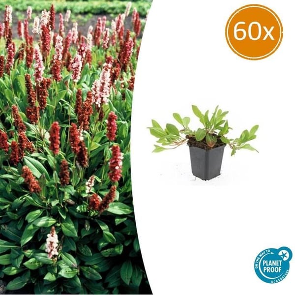 Bodenväxt - Snäckklöver - Persicaria aff. 'Darjeeling Red' - 9 cm kruka - Set med 60 växter