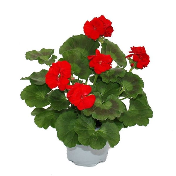 Stående pelargoner - Pelargonium zonale - 12cm kruka - set med 6 plantor - ljusröd