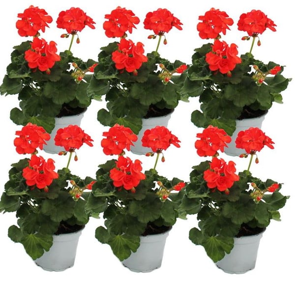 Stående pelargoner - Pelargonium zonale - 12cm kruka - set med 6 plantor - ljusröd
