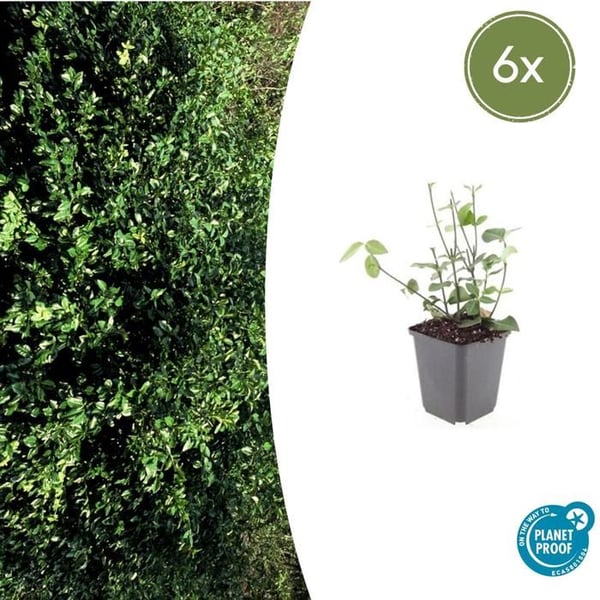 Marktäcka - Purpurask - Euonymus fortunei 'Coloratus' - 9cm kruka - Set med 6 växter