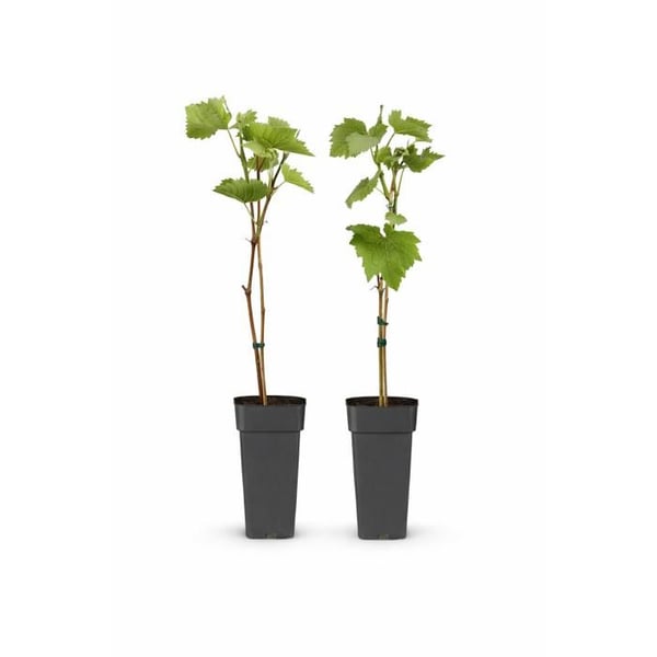 Vitis vinifera "Boskoop Glory" - Blå vindruva - 15 cm kruka - ca. 50 cm hög - 2-pack