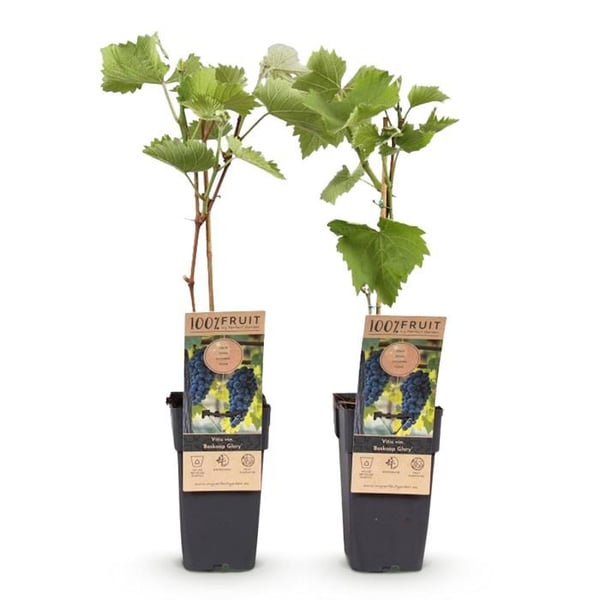 Vitis vinifera "Boskoop Glory" - Blå vindruva - 15 cm kruka - ca. 50 cm hög - 2-pack