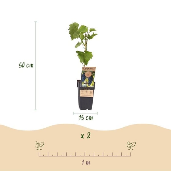 Vitis vinifera "Boskoop Glory" - Blå vindruva - 15 cm kruka - ca. 50 cm hög - 2-pack