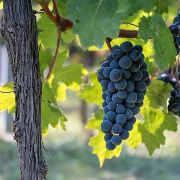Vitis vinifera "Boskoop Glory" - Blå vindruva - 15 cm kruka - ca. 50 cm hög - 2-pack