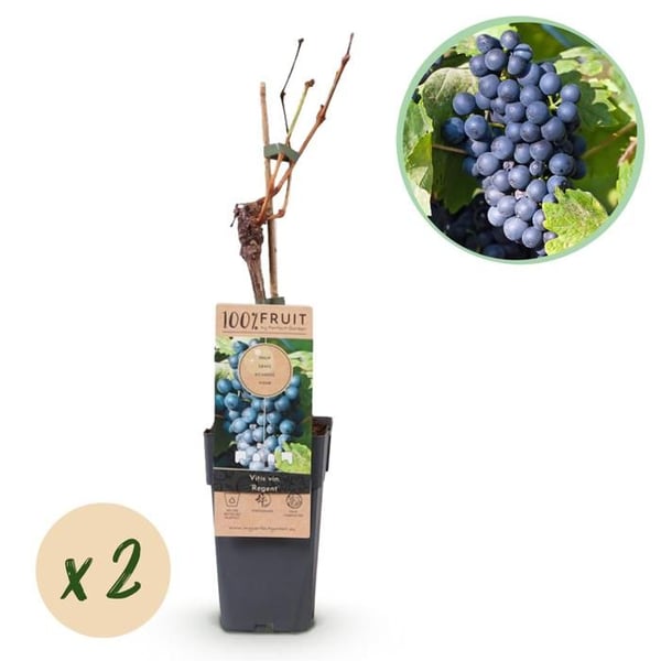Vitis vinifera "Regent" - Blå druva - 15 cm kruka - ca 50 cm hög - Set om 2