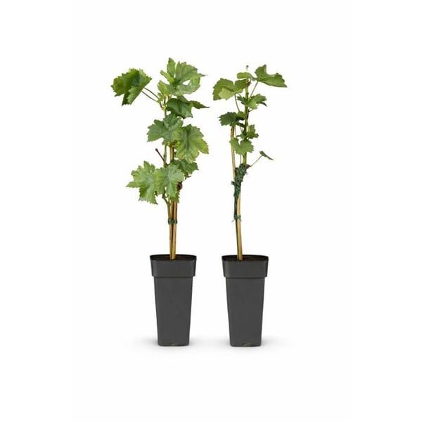 Vitis vinifera "Regent" - Blå druva - 15 cm kruka - ca 50 cm hög - Set om 2