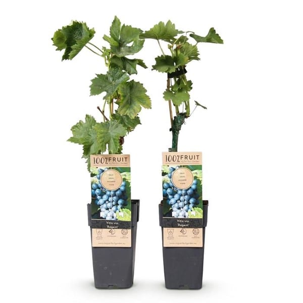 Vitis vinifera "Regent" - Blå druva - 15 cm kruka - ca 50 cm hög - Set om 2
