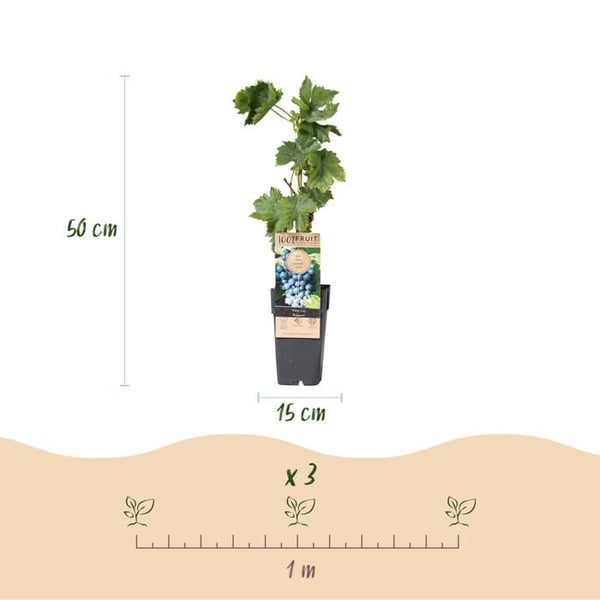 Vitis vinifera "Regent" - Blå druva - 15 cm kruka - ca 50 cm hög - Set om 2