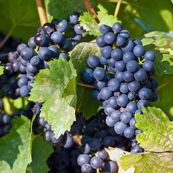 Vitis vinifera "Regent" - Blå druva - 15 cm kruka - ca 50 cm hög - Set om 2