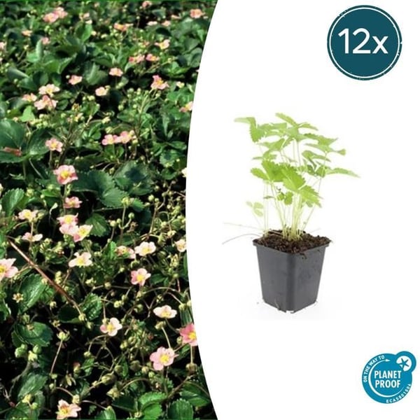 Marktäckare - Skogssyra - Fragaria vesca - 9cm kruka - Set med 12 växter