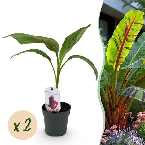 Musa sikkemensis "Red Tiger" - rustik banan - 12cm krukstorlek - cirka 30cm - set med 2 - grön-röd