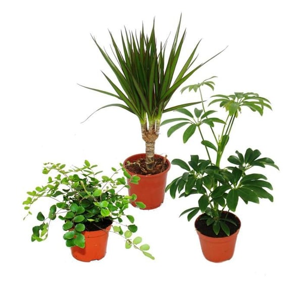 Set med 3 inomhusväxter - typ 2 - 9cm
