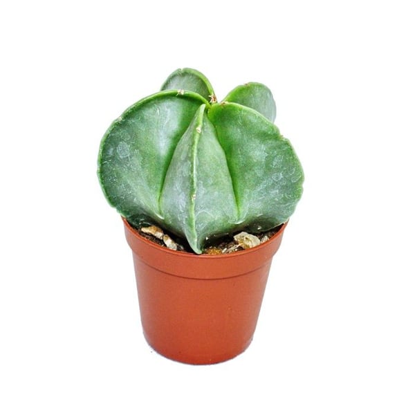 Astrophytum myriostigma - biskopshatt - kruka 8,5 cm