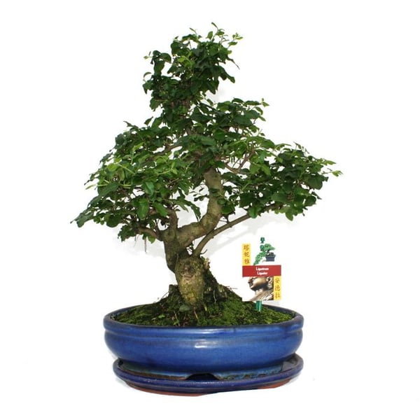Bonsai Kinesisk Liguster - Ligustrum sinensis - ca. 10 år
