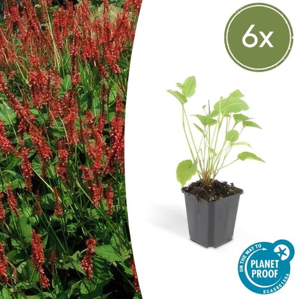 Kandelaberkoppa - Persicaria amplexicaulis - Bistorta - Härdig perenn - 9 cm kruka - paket med 6 växter