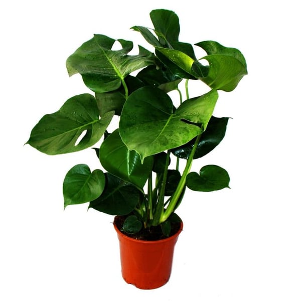 Monstera deliciosa - fönsterblad - kruka 21 cm - höjd ca 50-60 cm