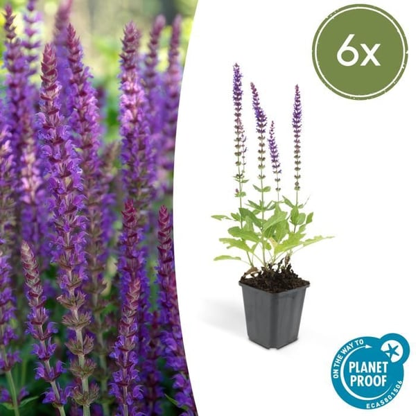 Dekorativ salvia - Salvia nemorosa 'Ostfriesland' - 9 cm kruka - Set med 6 växter Dekorativ salvia - Salvia nemorosa 'Ostfriesland' - 9 cm kruka - Set med 6 växter