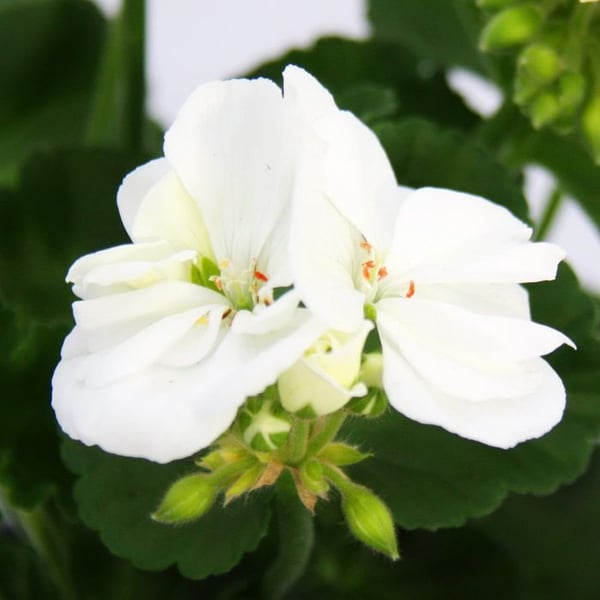 Stående pelargoner - Pelargonium zonale - 12cm kruka - set med 6 plantor - vit