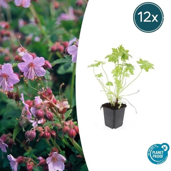 Marktäcke - Geranium macrorrhizum - 9 cm kruka - Set med 12 växter