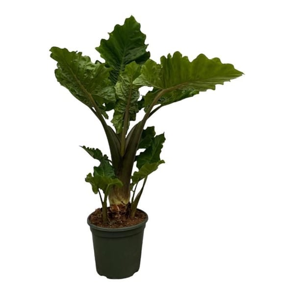 Alocasia portodora "Low Rider" Elefantöra Pfeilblatt ca. 75 cm hög