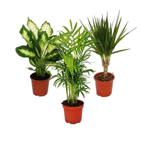 Set om 3, 1x Dieffenbachia, 1x Chamaedorea (bergpalm), 1x Dracena marginata (drakträd), 10-12cm kruka