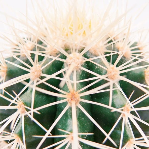 Echinocactus grusonii - svärmor stol - i en kruka på 5,5 cm