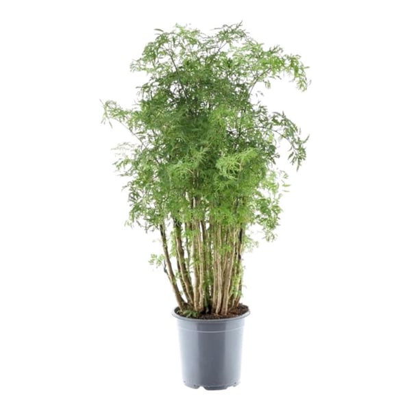 Polyscias hawaiiana "Ming" - Flikbladig buske - persilja - höjd ca 100 cm