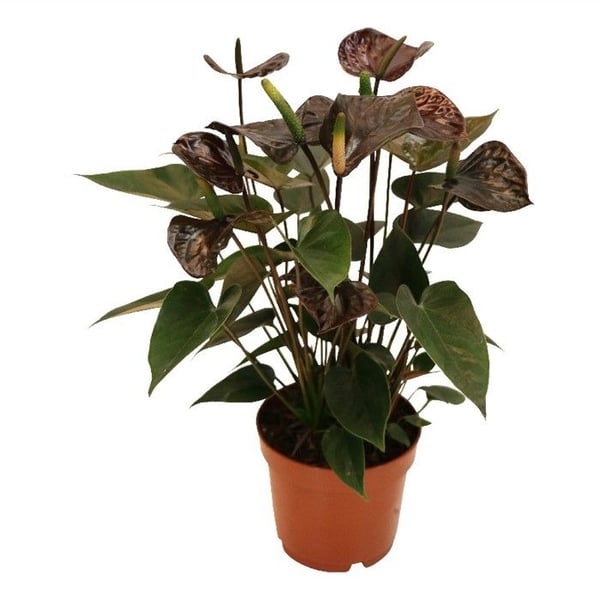 Anthurium andreanum "Black Karma" - med svart blomma i en 12 cm kruka