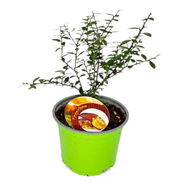 Citron kaviar - Citron kaviar - Microcitrus australasica - Burk på 12 cm