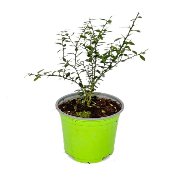 Citron kaviar - Citron kaviar - Microcitrus australasica - Burk på 12 cm