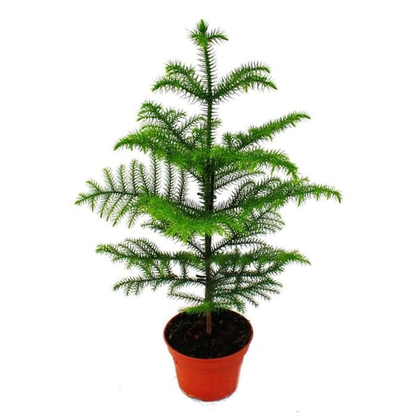 Zimmertanne - Araucaria heterophylla - 15 cm kruka - ca. 40-50 cm hög Zimmertanne - Araucaria heterophylla - 15 cm kruka - ca. 40-50 cm hög